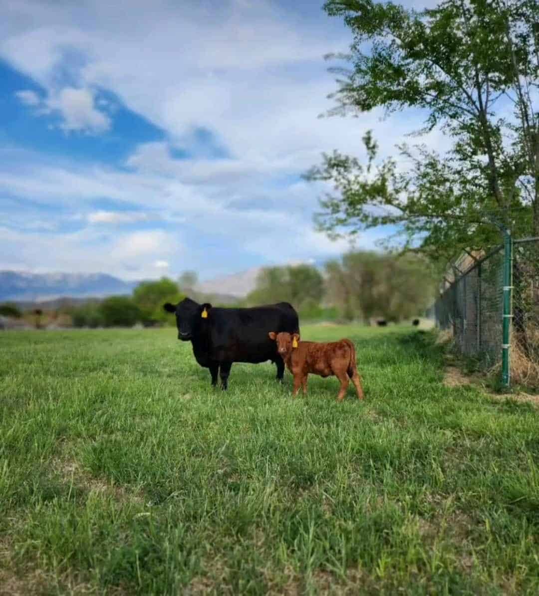 A red and black dual purpose Dexter cows standing in a Utah homestead pasture. 