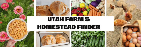 Utah farm and homestead finder. Golden raspberries, sourdough bread, farm fresh eggs, a spread of fruits and vegetables