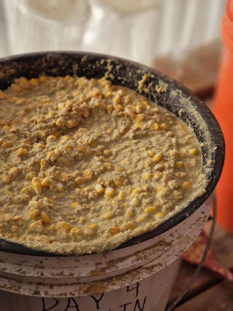 Bowl of fermented chicken feed - pellets and whole corn on a white bucket